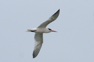 Elegant Tern